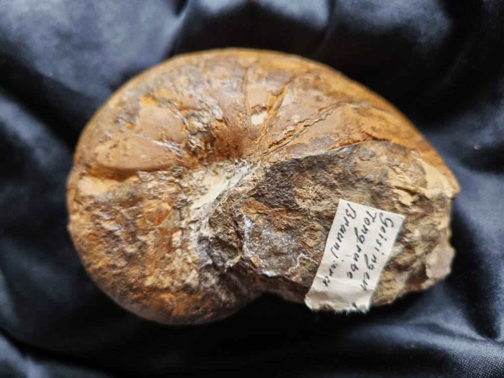 Nautilus, Cenoceras, Dogger, Geisingen