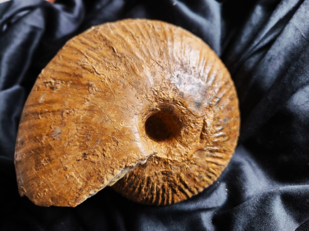 Top, großer Macrocephalites verus, Dogger, Liesberg, Schweiz
