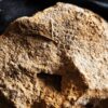 Teppichkoralle der Gattung Synastrea, Dogger, Attenhofen bei Aalen