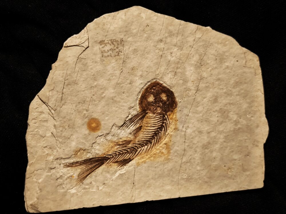 Fisch, Lycoptera davidi, Oberster Jura, Liaoning, China