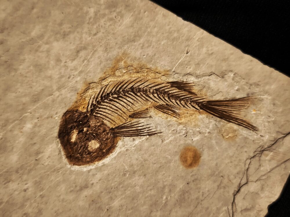 Fisch, Lycoptera davidi, Oberster Jura, Liaoning, China