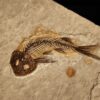 Fisch, Lycoptera davidi, Oberster Jura, Liaoning, China