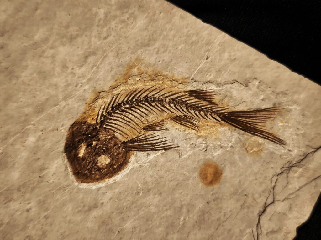 Fisch, Lycoptera davidi, Oberster Jura, Liaoning, China  * reserviert *