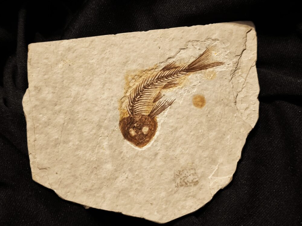 Fisch, Lycoptera davidi, Oberster Jura, Liaoning, China