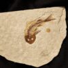Fisch, Lycoptera davidi, Oberster Jura, Liaoning, China
