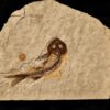 Fisch, Lycoptera davidi, Oberster Jura, Liaoning, China