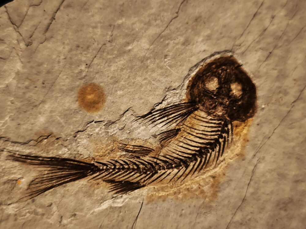Fisch, Lycoptera davidi, Oberster Jura, Liaoning, China