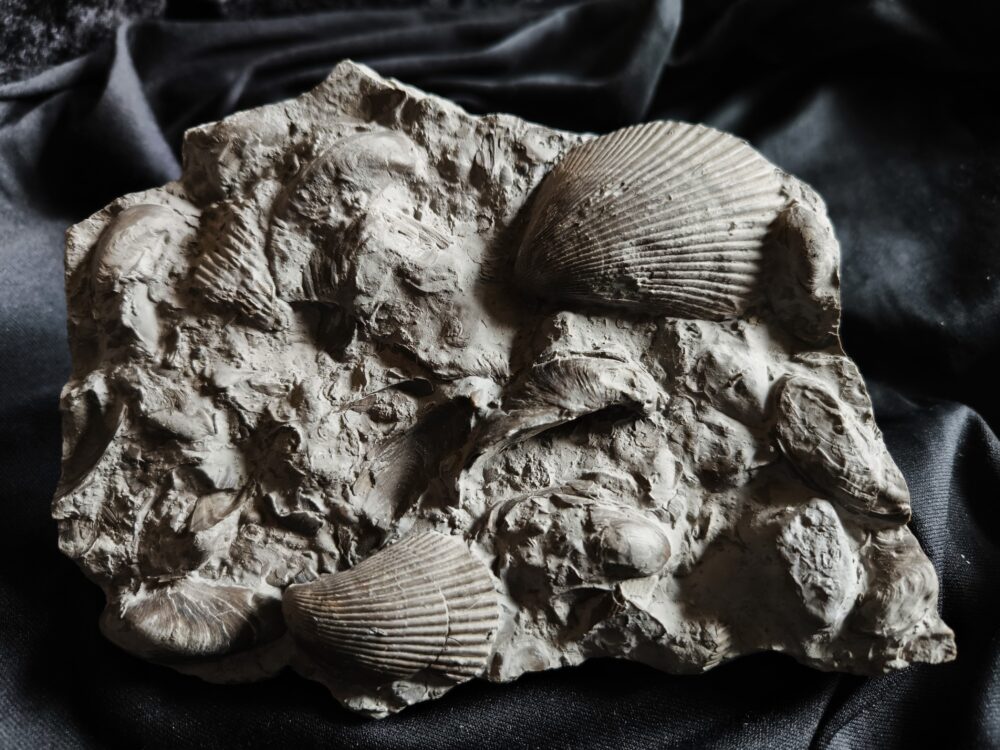 Sehr schöne Platte mit Lima striata und Hoernesia socialis, Oberer Muschelkalk, Neckarrems