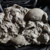 Sehr schöne Platte mit Lima striata und Hoernesia socialis, Oberer Muschelkalk, Neckarrems