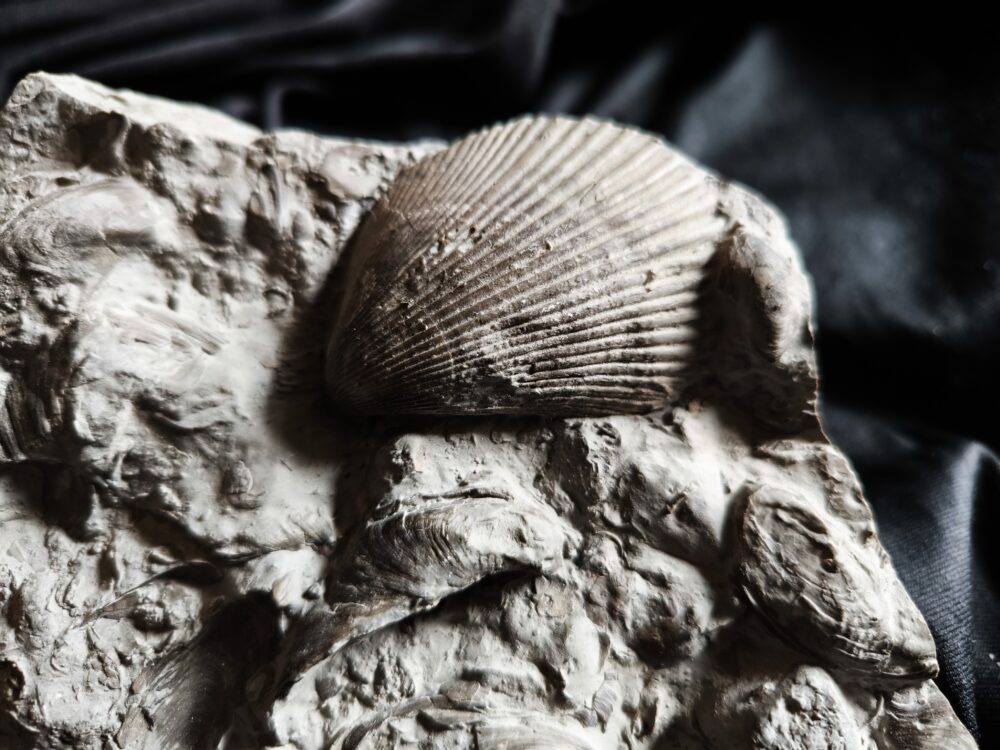 Sehr schöne Platte mit Lima striata und Hoernesia socialis, Oberer Muschelkalk, Neckarrems