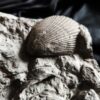 Sehr schöne Platte mit Lima striata und Hoernesia socialis, Oberer Muschelkalk, Neckarrems