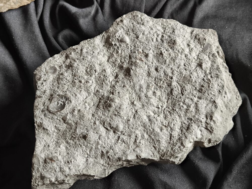 Sehr schöne Platte mit Lima striata und Hoernesia socialis, Oberer Muschelkalk, Neckarrems