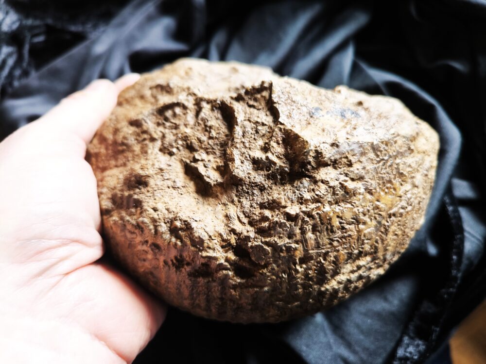Macrocephalites megalocephalus, Dogger, Blumberg, Wutach * reserviert *