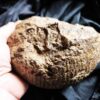 Macrocephalites megalocephalus, Dogger, Blumberg, Wutach * reserviert *