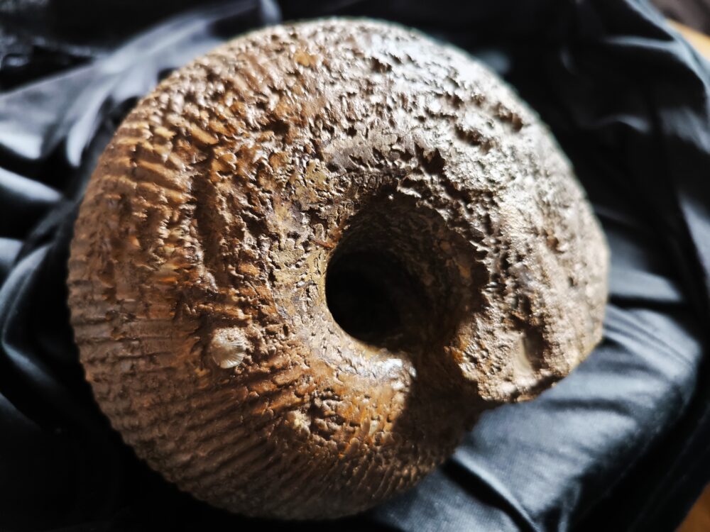 Macrocephalites megalocephalus, Dogger, Blumberg, Wutach * reserviert *