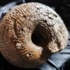 Macrocephalites megalocephalus, Dogger, Blumberg, Wutach * reserviert *