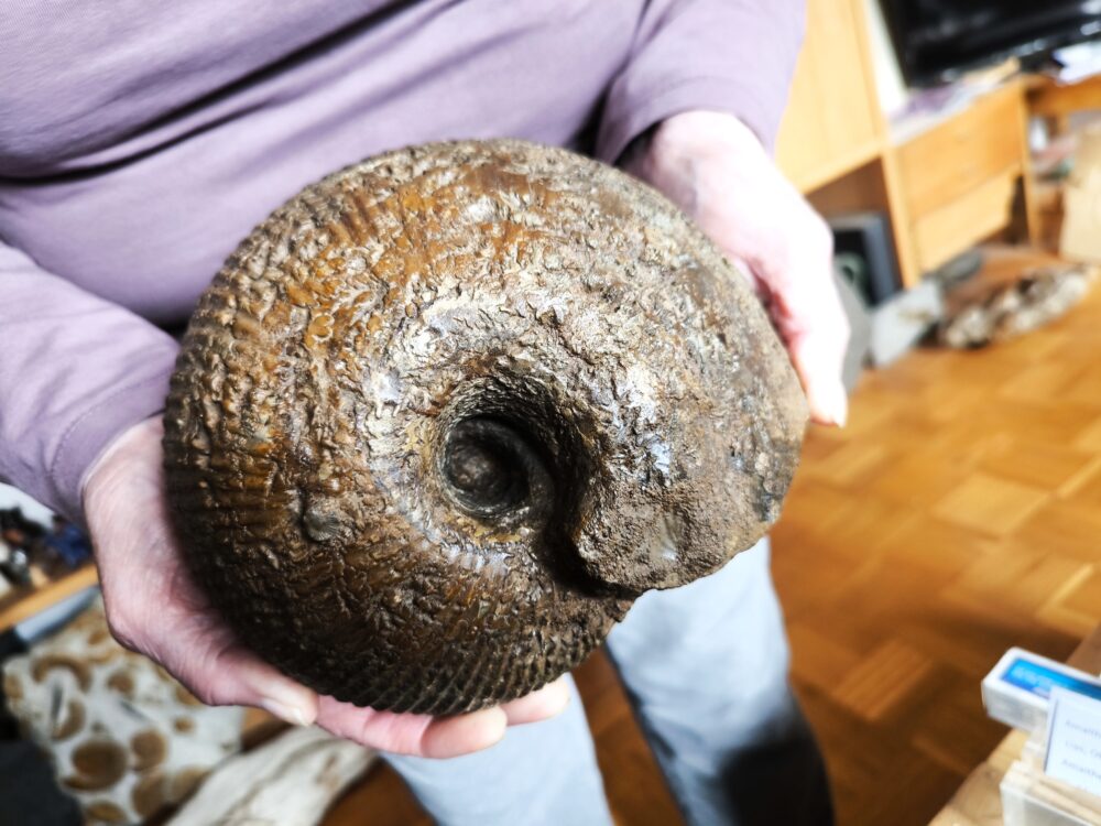 Macrocephalites megalocephalus, Dogger, Blumberg, Wutach * reserviert *