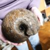 Macrocephalites megalocephalus, Dogger, Blumberg, Wutach * reserviert *