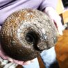 Macrocephalites megalocephalus, Dogger, Blumberg, Wutach * reserviert *