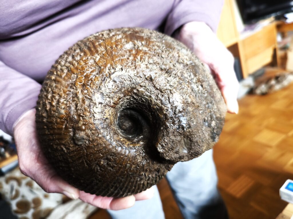 Subnebrodites planula, seltener Microconch mit " Ohr", Malm, Heidenheim am Hahnenkamm