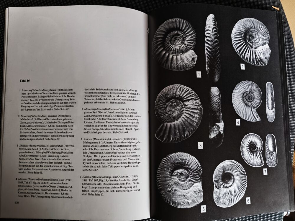 Bestimmungsbuch, Viktor Schlampp, Malm Ammoniten