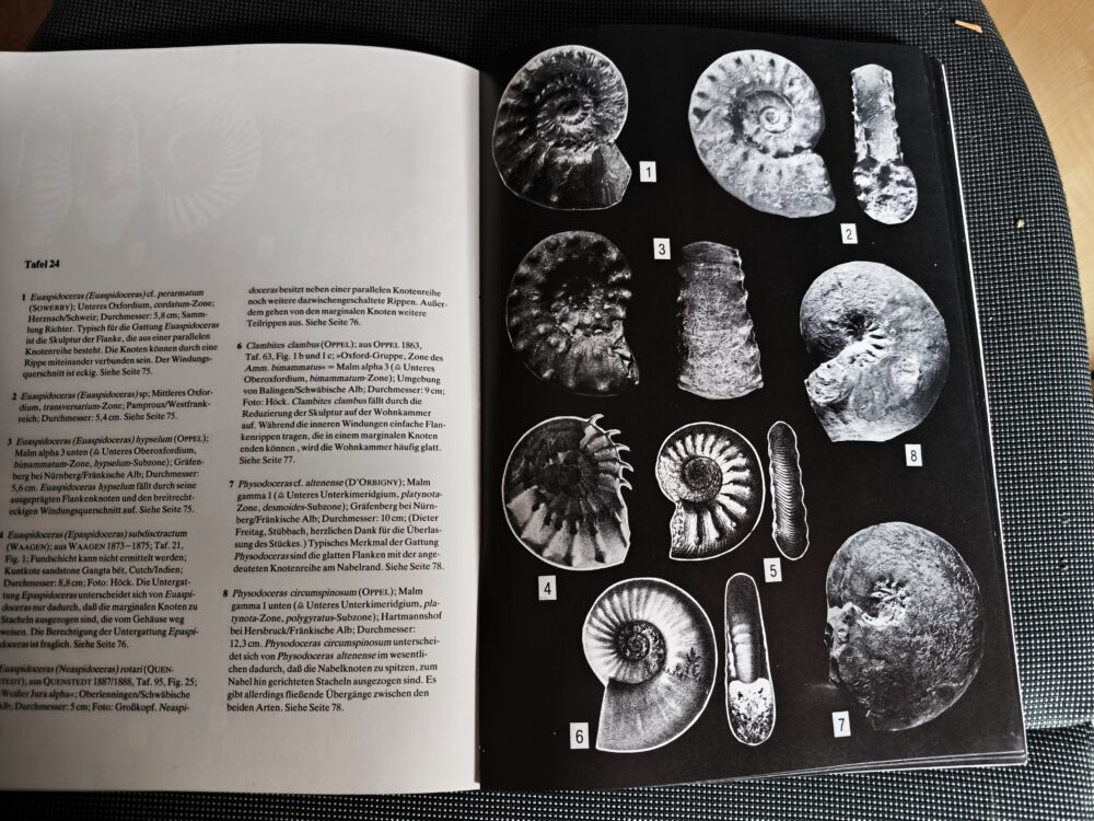 Bestimmungsbuch, Viktor Schlampp, Malm Ammoniten