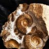 Ammonitenstufe mit Hildaites und Lytoceras, Lias bei Weißenburg