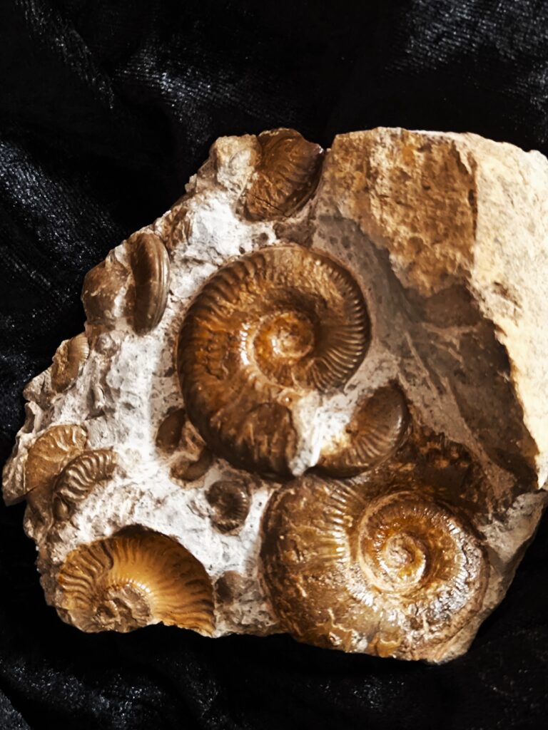 Ammonitenstufe mit Hildaites und Lytoceras, Lias bei Weißenburg