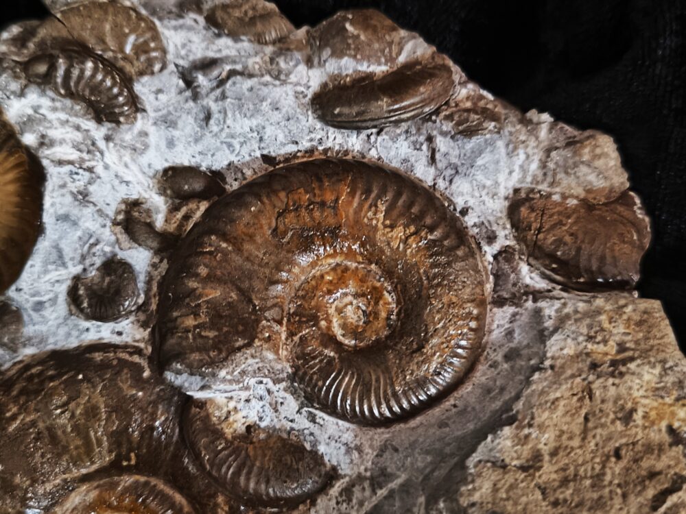 Ammonitenstufe mit Hildaites und Lytoceras, Lias bei Weißenburg