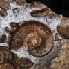 Ammonitenstufe mit Hildaites und Lytoceras, Lias bei Weißenburg