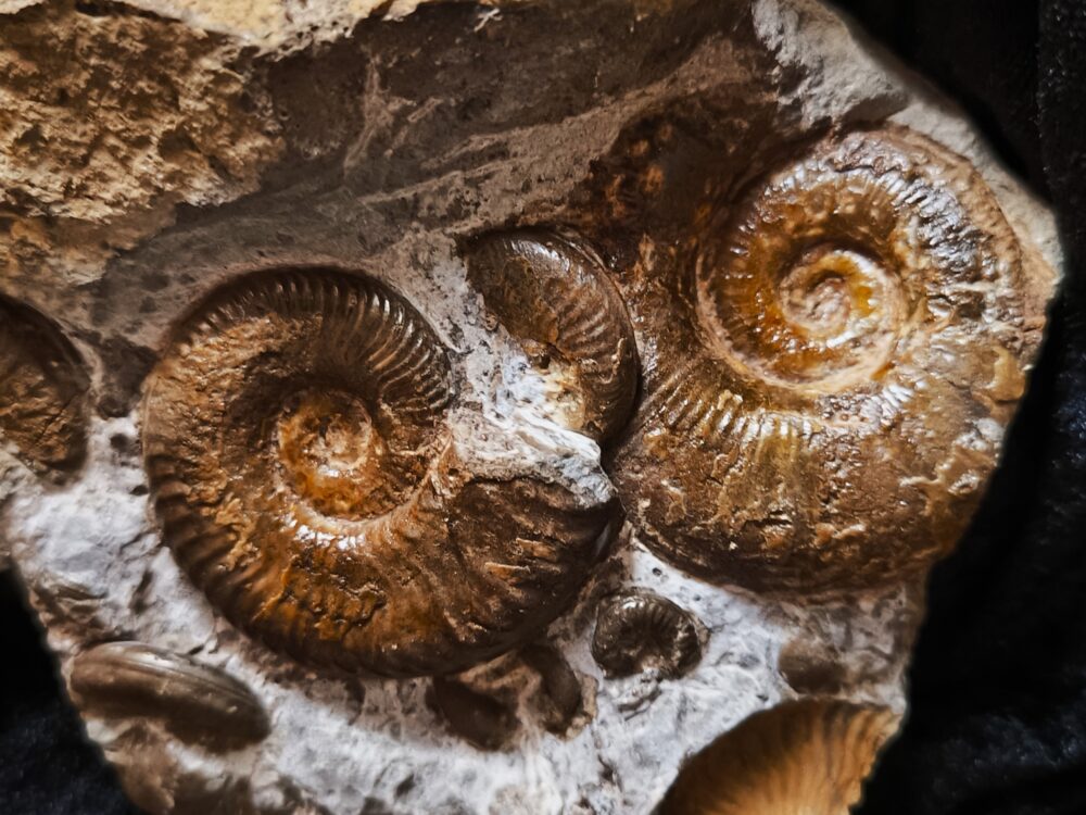 Ammonitenstufe mit Hildaites und Lytoceras, Lias bei Weißenburg