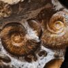 Ammonitenstufe mit Hildaites und Lytoceras, Lias bei Weißenburg