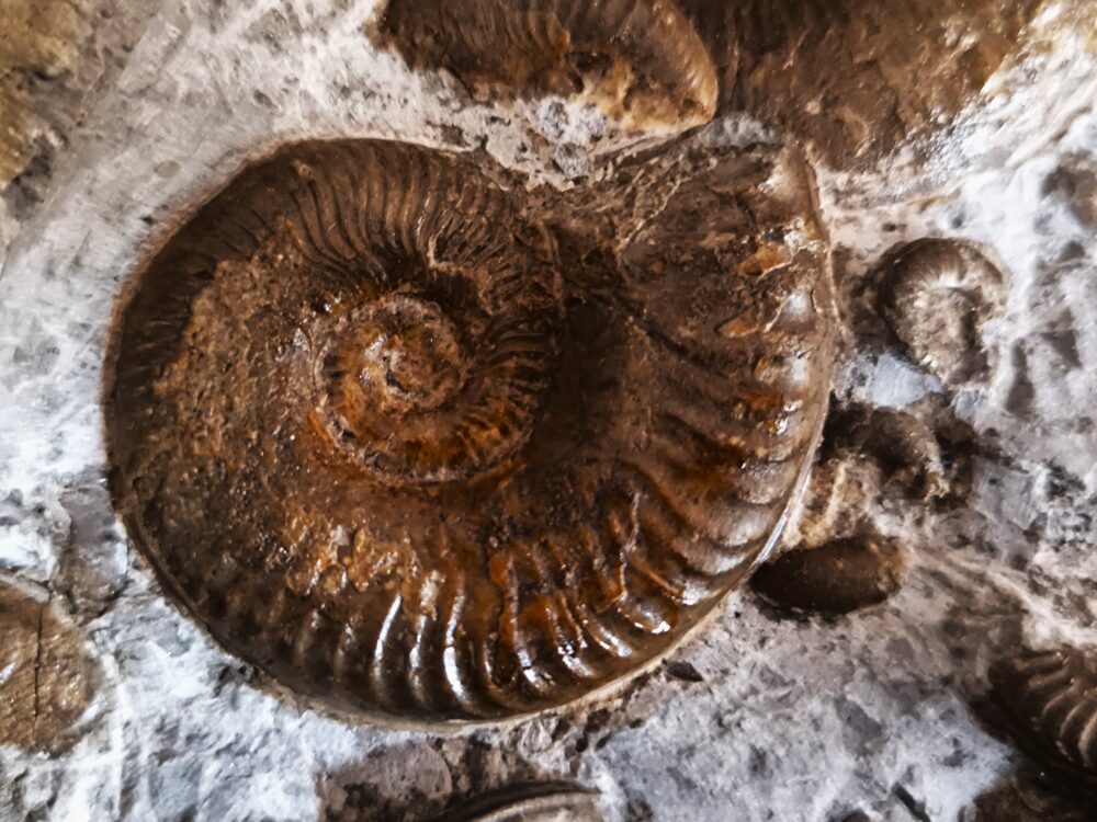 Ammonitenstufe mit Hildaites und Lytoceras, Lias bei Weißenburg