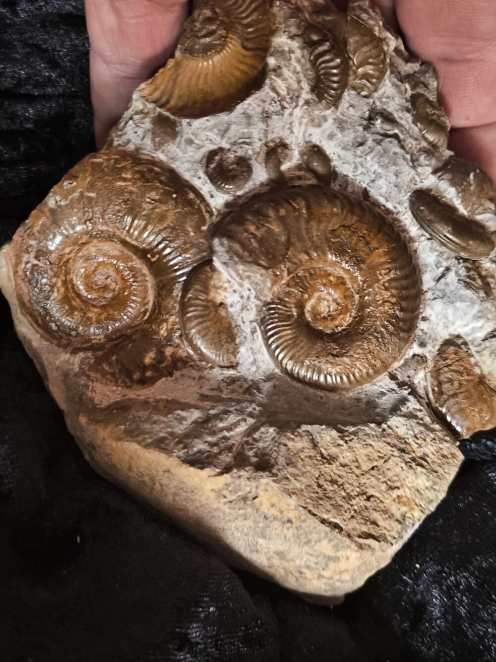 Ammonitenstufe mit Hildaites und Lytoceras, Lias bei Weißenburg