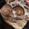 Ammonitenstufe mit Hildaites und Lytoceras, Lias bei Weißenburg