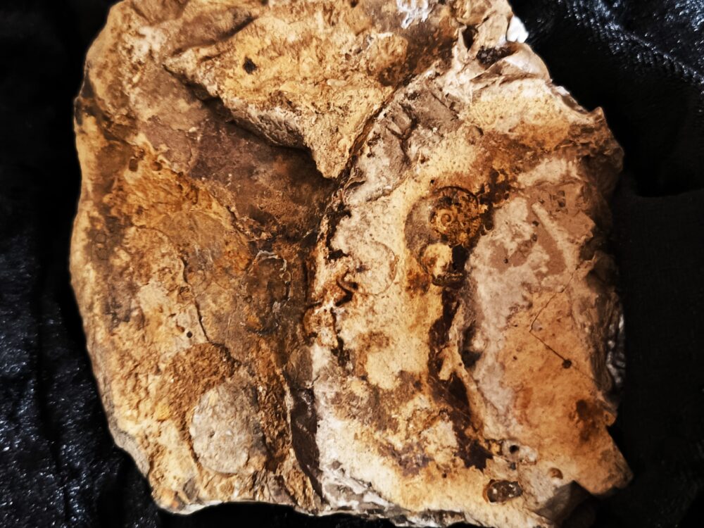 Ammonitenstufe mit Hildaites und Lytoceras, Lias bei Weißenburg