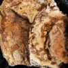 Ammonitenstufe mit Hildaites und Lytoceras, Lias bei Weißenburg