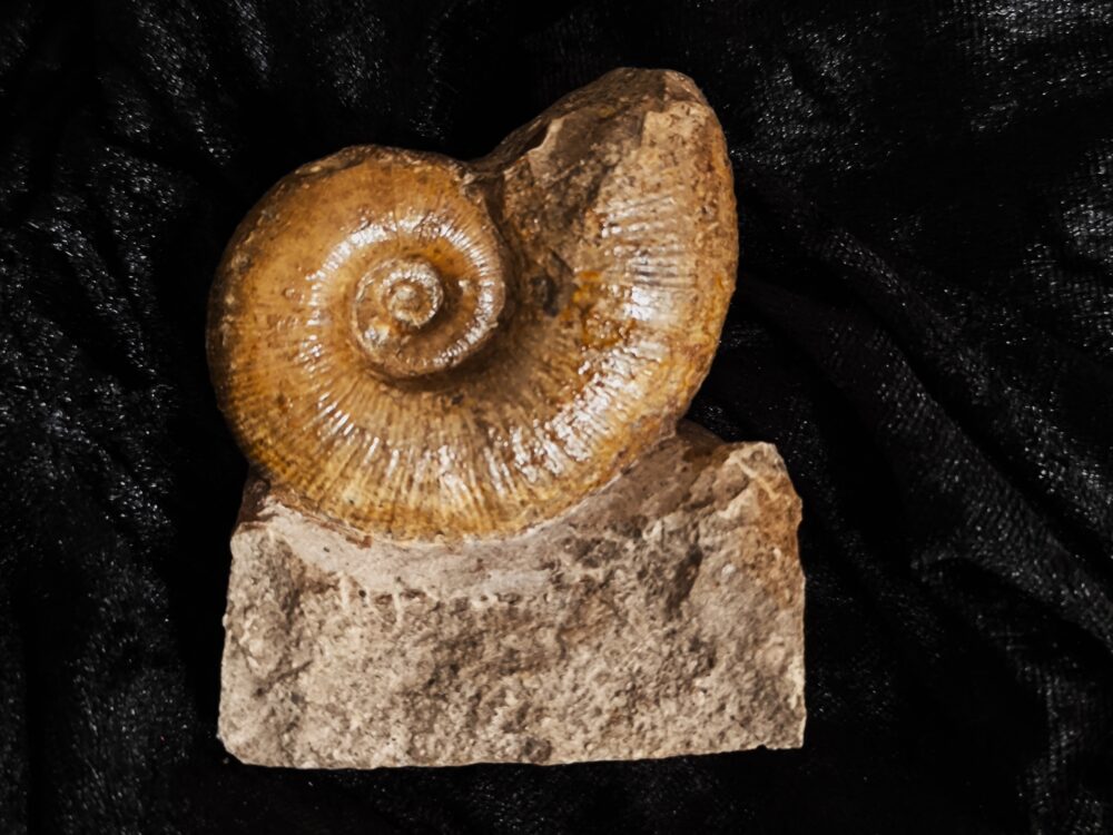 sehr schöner Lytoceras ceratophagum, Lias, Weißenburg