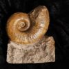 sehr schöner Lytoceras ceratophagum, Lias, Weißenburg