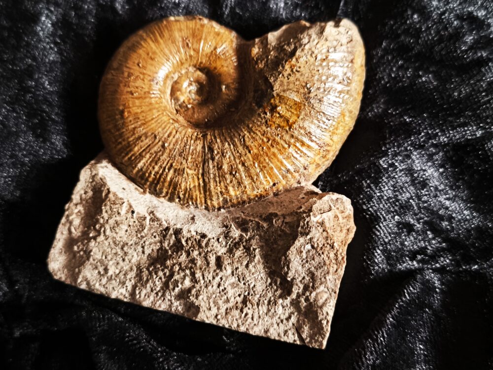 sehr schöner Lytoceras ceratophagum, Lias, Weißenburg