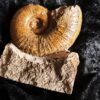 sehr schöner Lytoceras ceratophagum, Lias, Weißenburg
