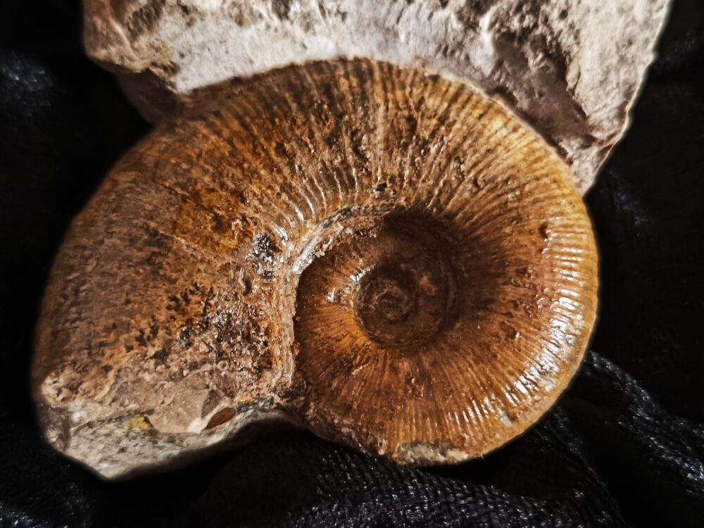 sehr schöner Lytoceras ceratophagum, Lias, Weißenburg