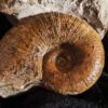 sehr schöner Lytoceras ceratophagum, Lias, Weißenburg