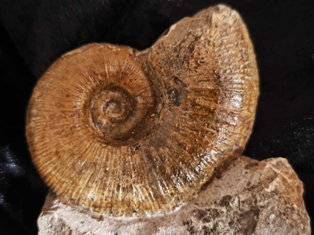 sehr schöner Lytoceras ceratophagum, Lias, Weißenburg