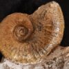 sehr schöner Lytoceras ceratophagum, Lias, Weißenburg