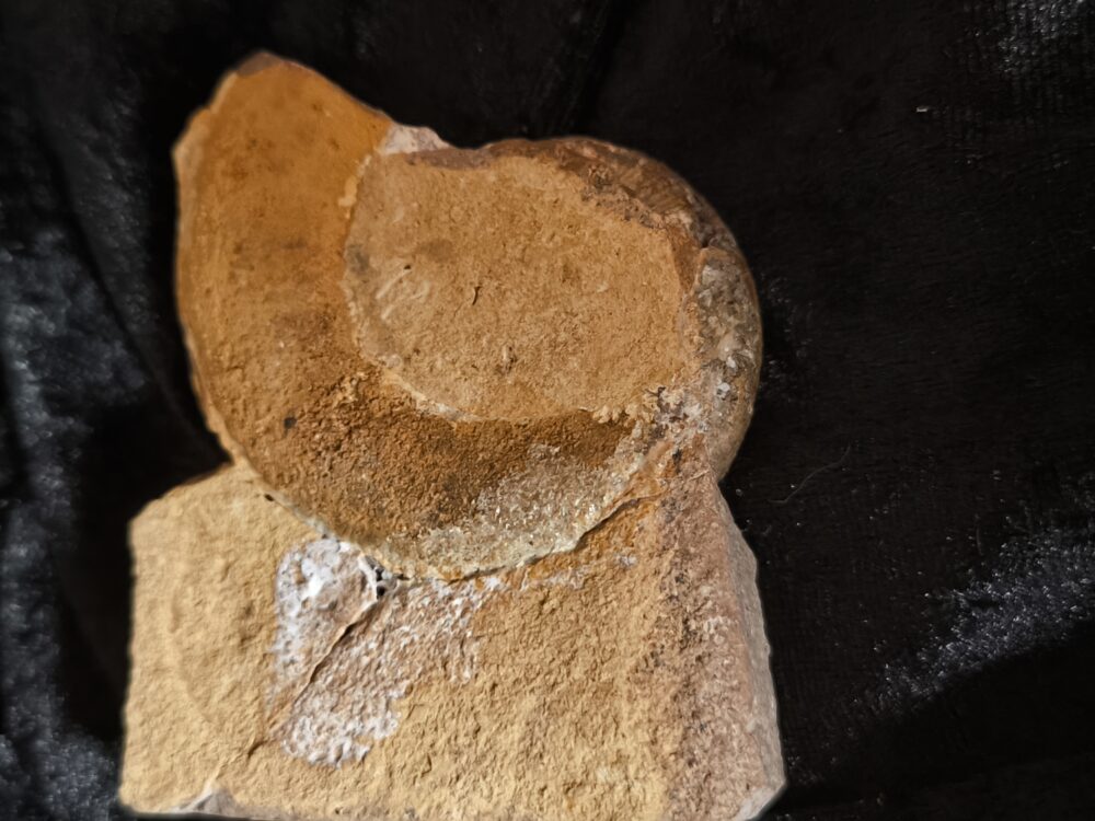 sehr schöner Lytoceras ceratophagum, Lias, Weißenburg