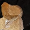 sehr schöner Lytoceras ceratophagum, Lias, Weißenburg