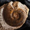 selten! Hildaites subserpentinum, Lias, Weißenburg