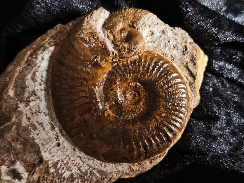 selten! Hildaites subserpentinum, Lias, Weißenburg
