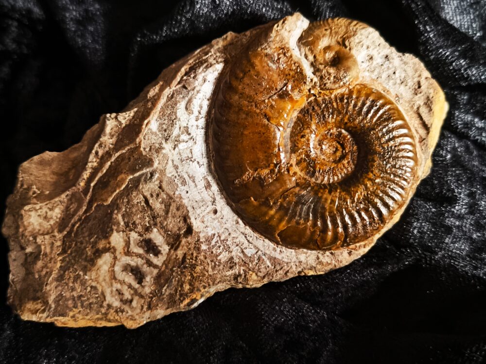 selten! Hildaites subserpentinum, Lias, Weißenburg